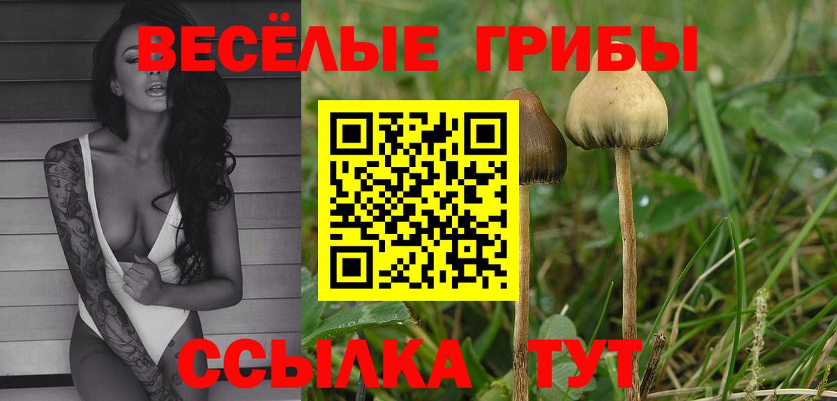 купить закладку  Псилоцибиновые грибы прущие грибы  Вход с VPN  Нальчик 
